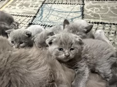 Minnoşlar Kedicikler