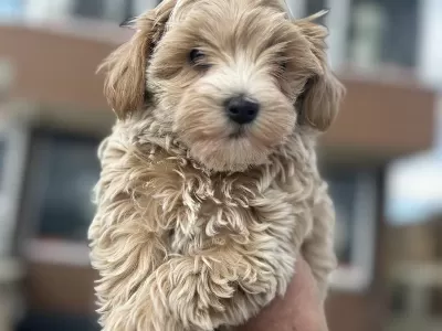 En Güzel Wc Eğitimli Aşılı Karneli Maltipoo Yavrular
