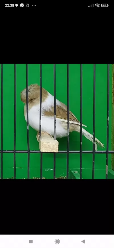 Gloster Kanaryalar En Kaliteli Burada