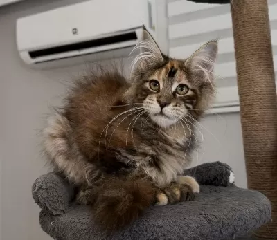 Mco Dişi Kahverengi Tortie Maine Coon