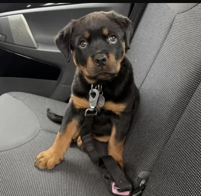 Sağlıklı Rottweiler Köpeği