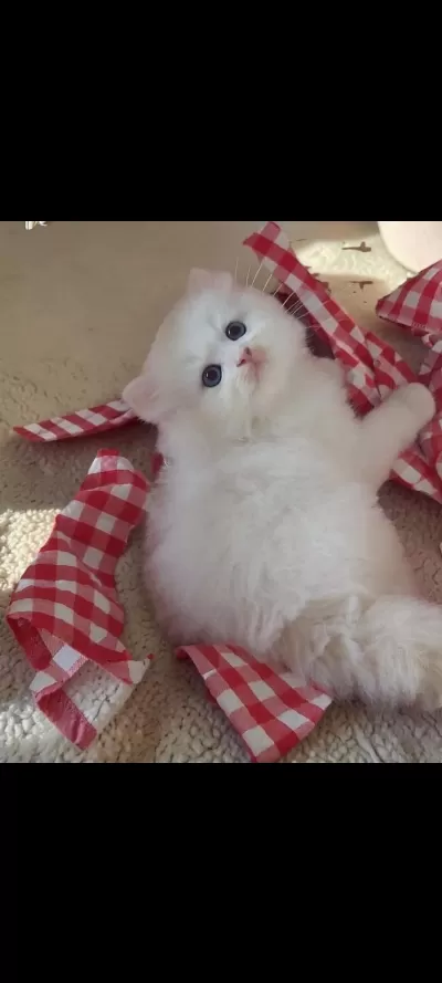 Safkan British Longhair Golden Ve Point Yavru