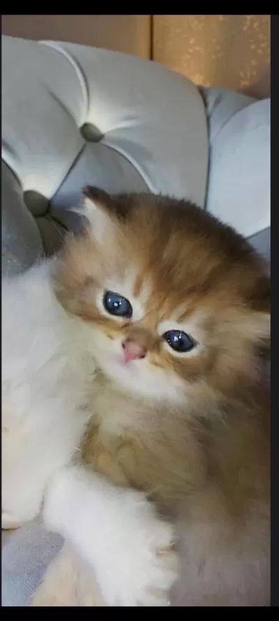 Safkan British Longhair Golden Point Yavru