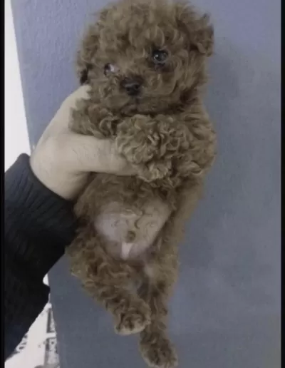 Harika Toy Poodle Köpeği