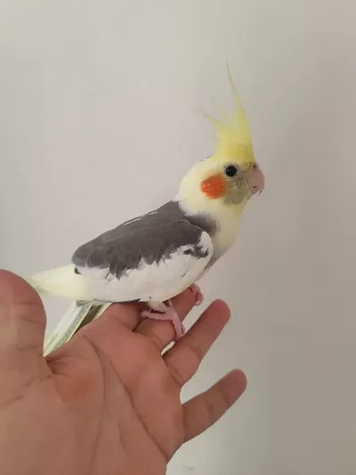 Pied Sultan Papağanı
