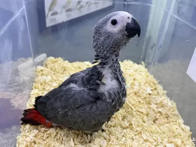 60 Günlük El Besleme Büyütelen Jako Papağani Yavrusu