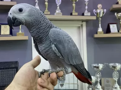 Yasal Belgeli Faturali Bebek Yavru Jako Papağani