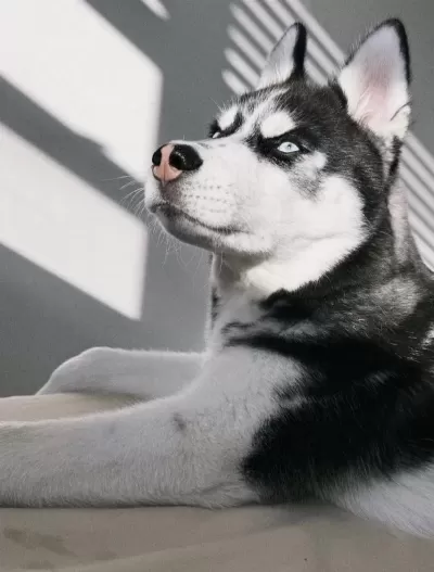 Harika Husky Safkan