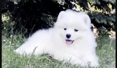 Sağlıklı Samoyed Saf İrk