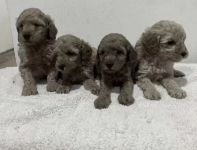 Toy Poodle Köpekleri