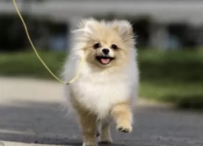 Pomeranian Boo Köpeği
