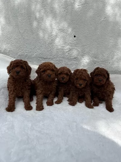 Ruhsatli Poodle Evinden Oyuncak Boy Bebeklerim
