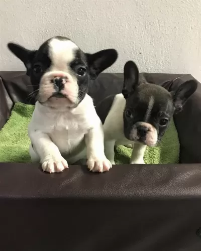 French Bulldog Yavrulari