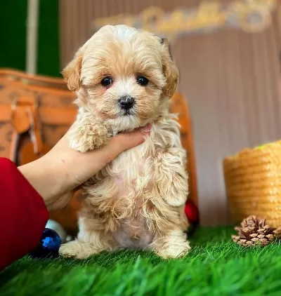 Teacup Maltipo Yavrularımız A Kalite