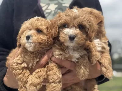 Ankaranın En Seçkin Kore Maltipoo Yavruları