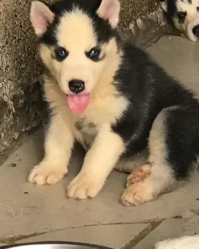 Husky Sibirya Yavrulari