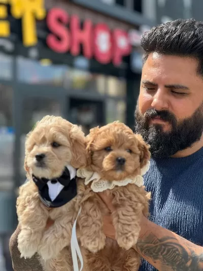 Teacup Maltipo Yavrularımız A Kalite