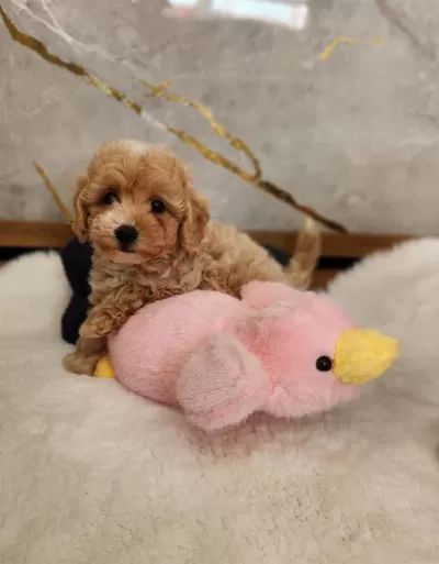 Maltipoo Yavrularimiz