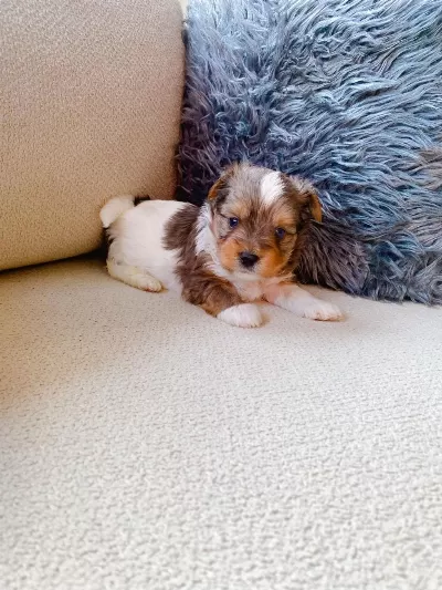 Antiallerjik Tea Cup Morkie Yavrular Ziyarete Açık