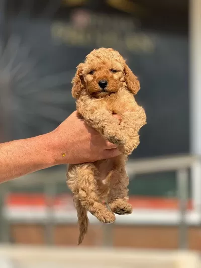 Teacup Maltipo Yavrularımız A Kalite