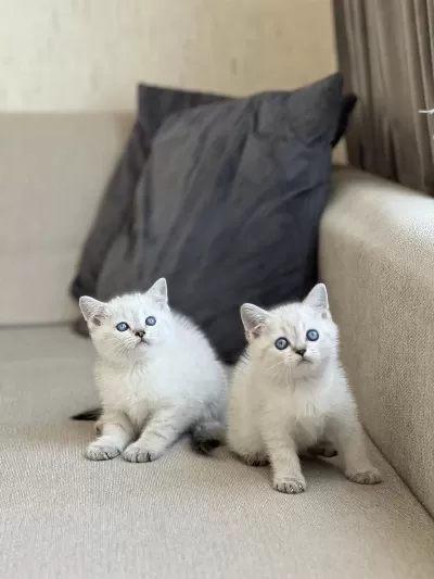 Oyuncu British Shorthair Yavrum