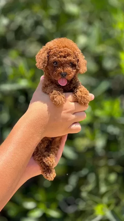 Ankaranın Tek Pet Danışmanlığı