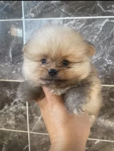 Orjinal Pomeryan Boo Yavrular