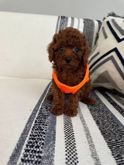 Orjinal Toy Poodle Yavrumuz