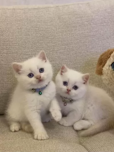 British Shorthair Red Point Yavrularim