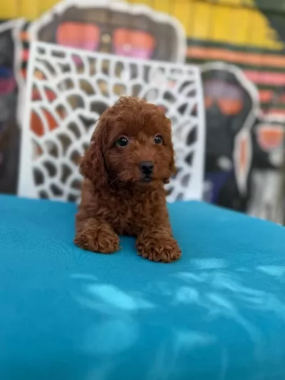 Ömürlük Poodle Yol Arkadaşı