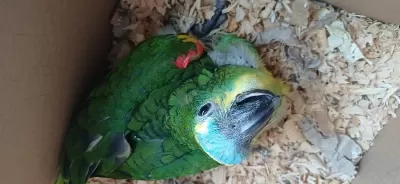 Bebek Blue Front Mavi Alın Amazon Papağanı