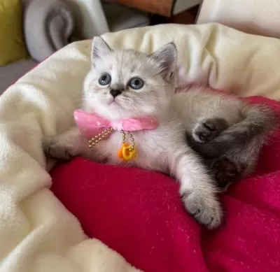 British Shorthair Dişi Yavrumuza Yuva Uyguna