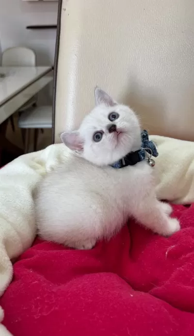 British Shorthair Erkek Yavrumuza Yuva Uyguna