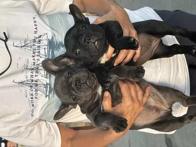 Blue Ve Black Kaliteli French Bulldog Yavrulari