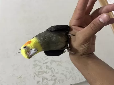 Grey Sultan Papağanı
