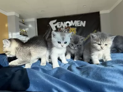 Kedi Dünyasindan Renk Renk British Yavrular Ankara