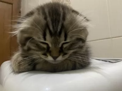 Scottish Fold 2 Aylık