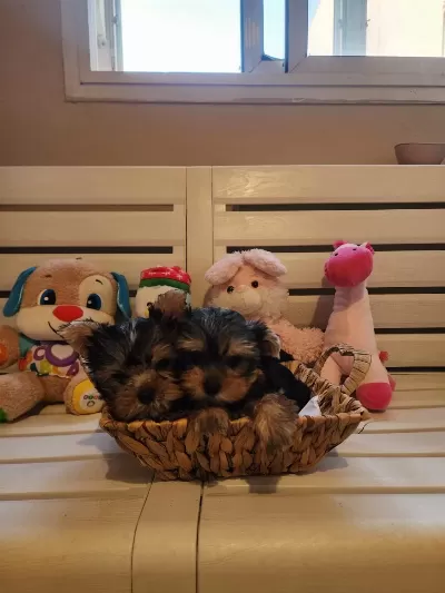 Orjinal Tea Cup Küt Burun Dişi Ve Erkek Yavru Köpekler