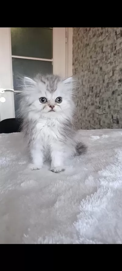 Aslan Parçası British Longhair