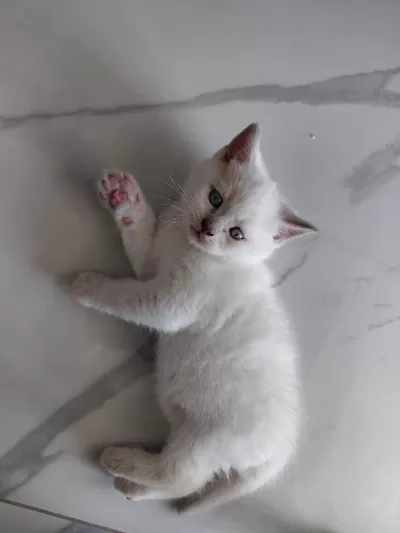 Blue Point Bebeklerimiz Orjinal Renkli Gözlü Kedimiz