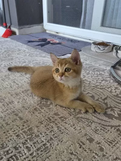 Erkek British Shorthair Golden Ny11
