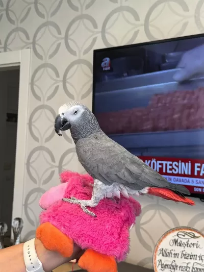 Evcil Jako Papağani Konuşma Full