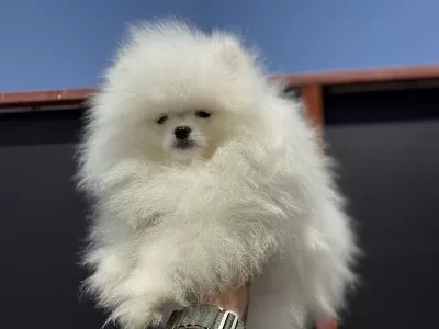 Pet Ode Köpek Çiftliğinde Ziyarete Açık Pomeranian