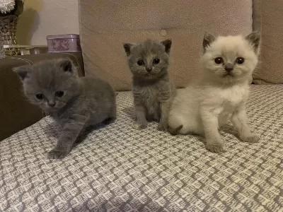 2 Aylık Ücretsiz Dişi Kediler