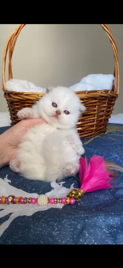 British Longhair Dişi Kedim