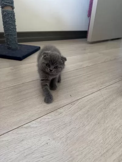 1.5 Aylık Melek Yüzlü Scottish Fold Yavru