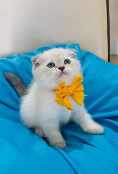 Scottish Fold Erkek Yavrumuza Yuva Uyguna