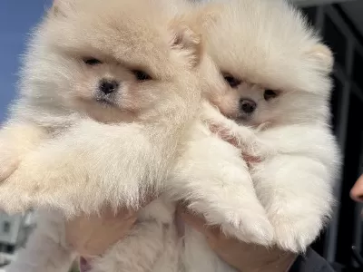 Show Kalite Pomeranian Boo Yavrularımız