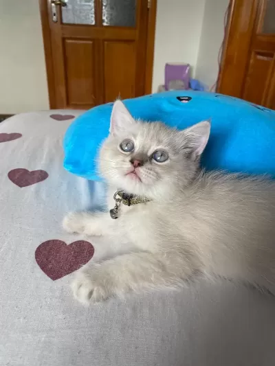 Blue Point Erkek Kedimiz