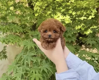 Atadiğiniz Poodle Dostunuz